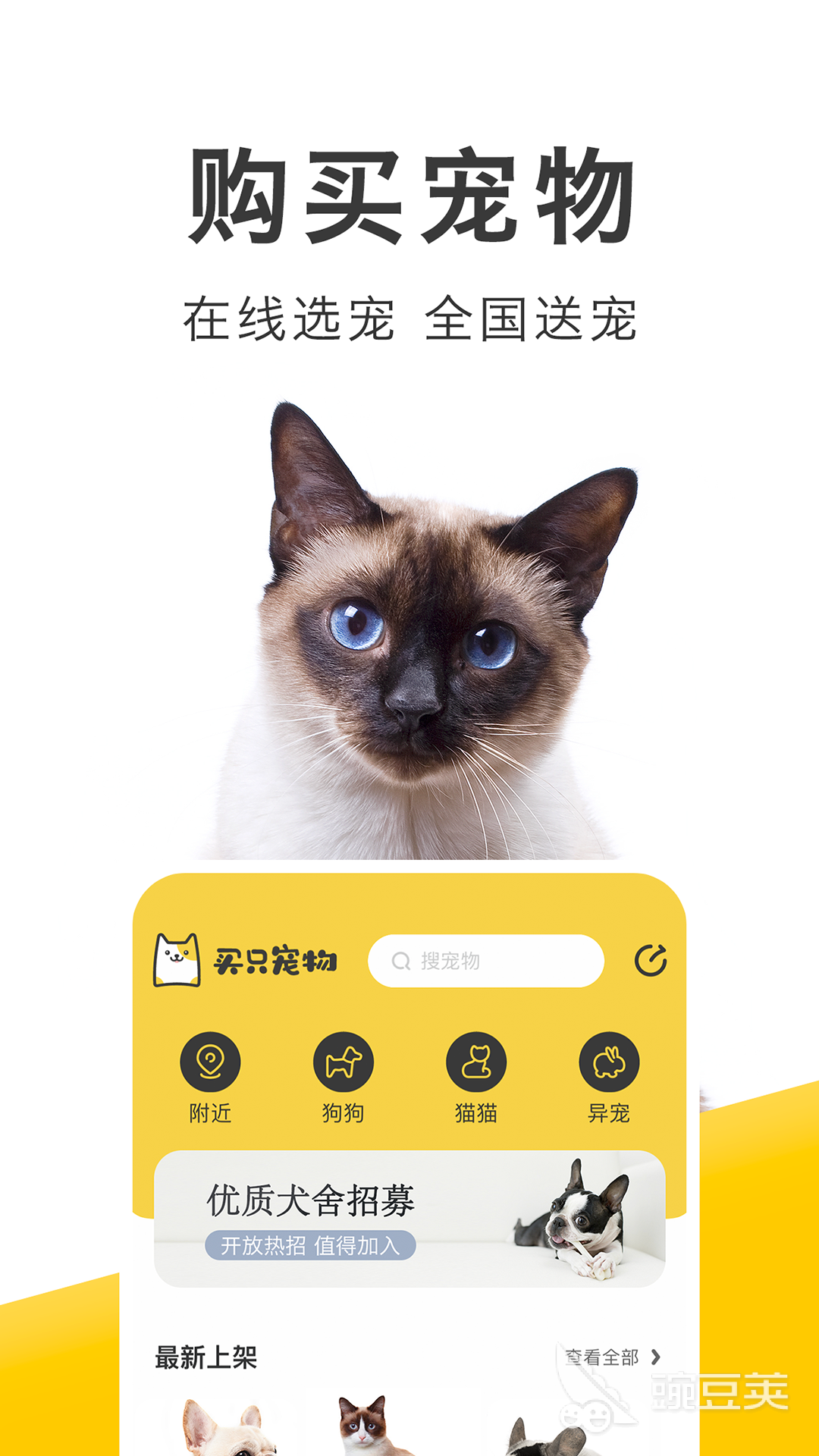 探索猫咪世界，最新猫咪版本揭秘